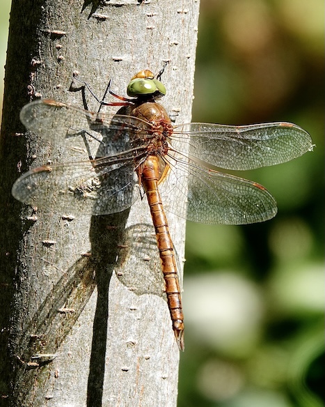 Norfolk hawker